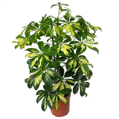 ШЕФЛЕРА 